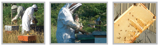 beekeeping_photo.jpg
