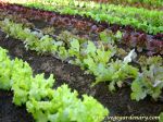 organic-vegetable-plants-02.jpg