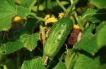 cucumber_-_Copy.jpg