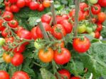 tomatoes.jpg