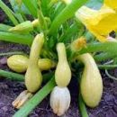gourds.jpg