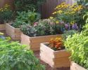 Raised_garden.jpg