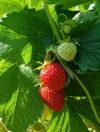 strawberries_-_Copy.jpg
