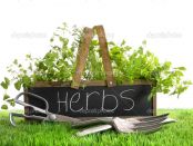 herbs.jpg
