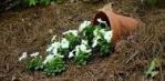 Flower_pot-spilling.jpg